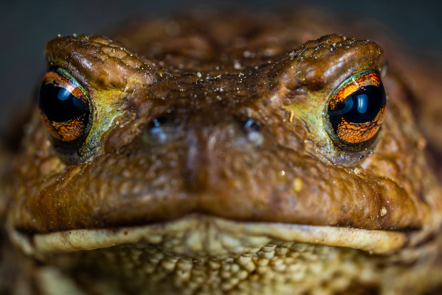 Break the Cycle of Procrastination: Eat That Frog